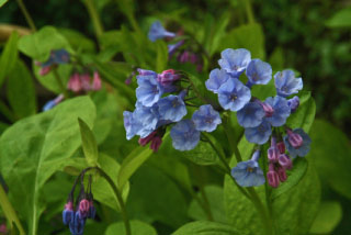 Mertensia virginicaVirginisch longkruid bestellen